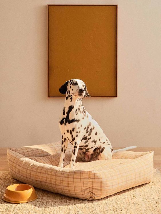 Dalmatian dog sitting on a checkered pet bed with a brown wall and bowl in the background  joypup store dog bed, 