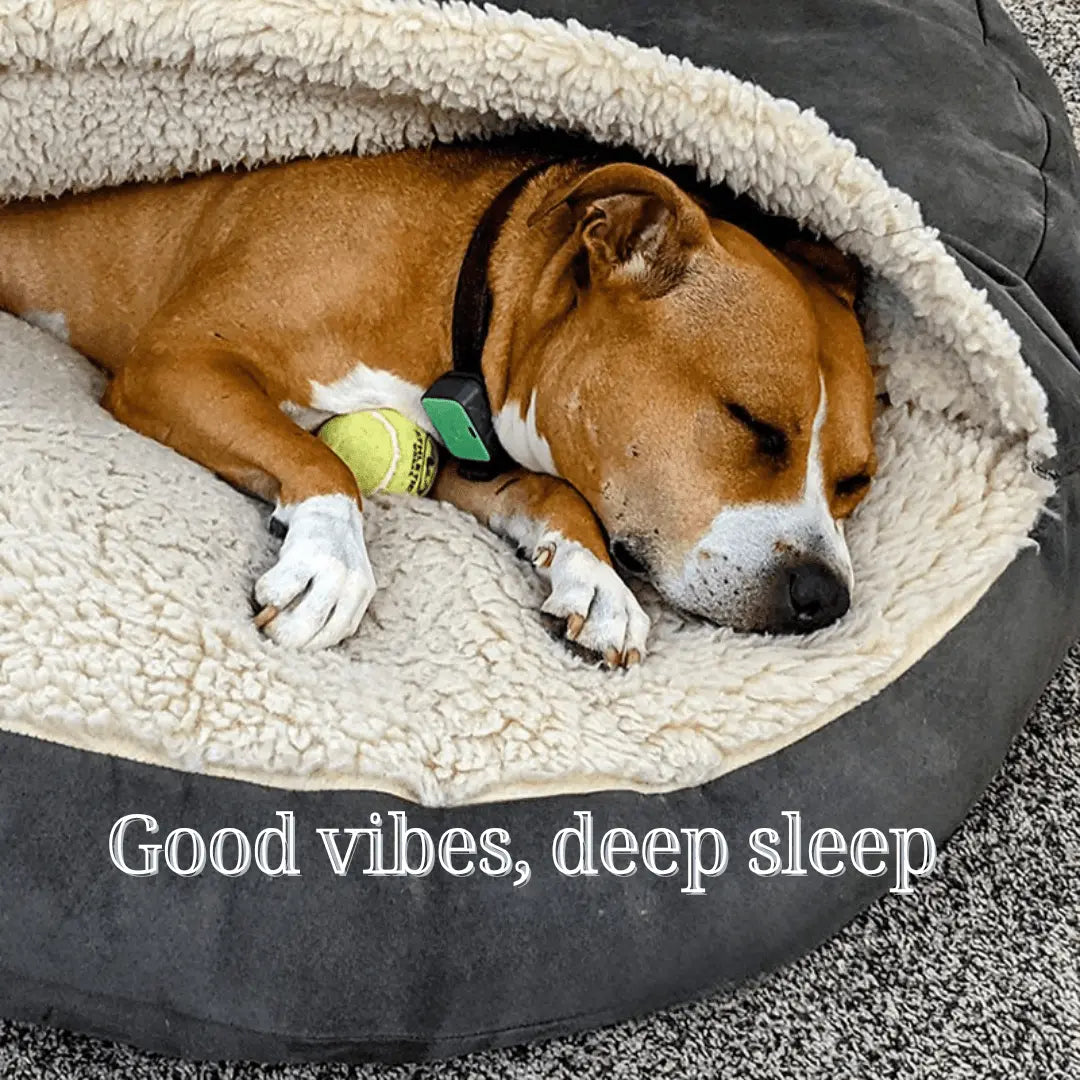 Calming Ultimate Anti-Anxiety Dog Bed Dog sleeping in a cozy pet bed with a tennis ball, surrounded by soft textures.
