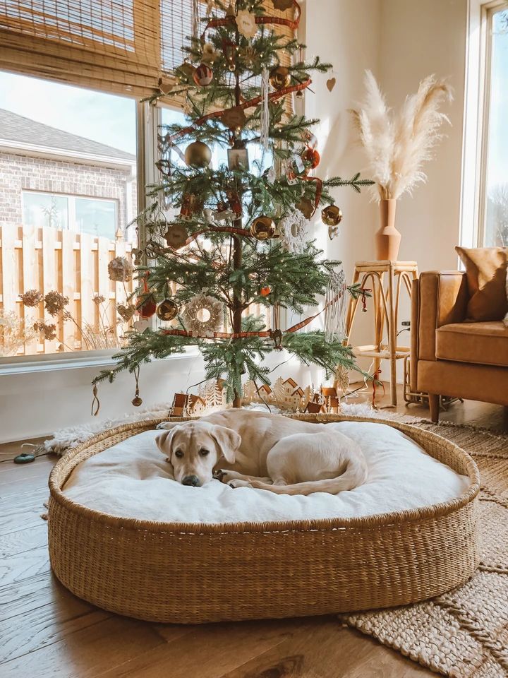 Dog lying on a wicker dog bed in a room with a decorated Christmas tree  joypup store dog bed