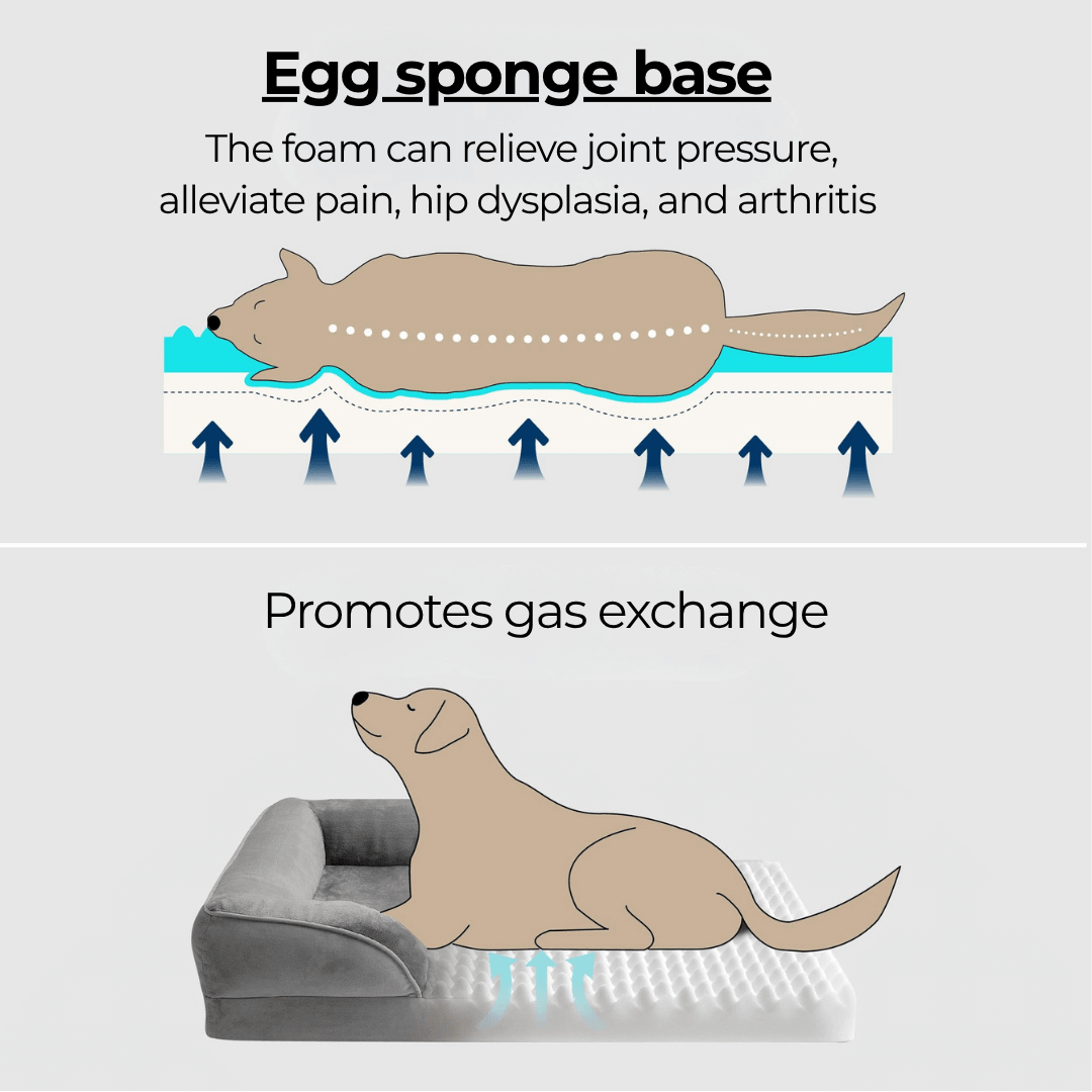 Orthopedic Dog Bed - Snoozy DreamIllustration of a dog lying on an egg sponge base with text explaining its benefits.Joypup
