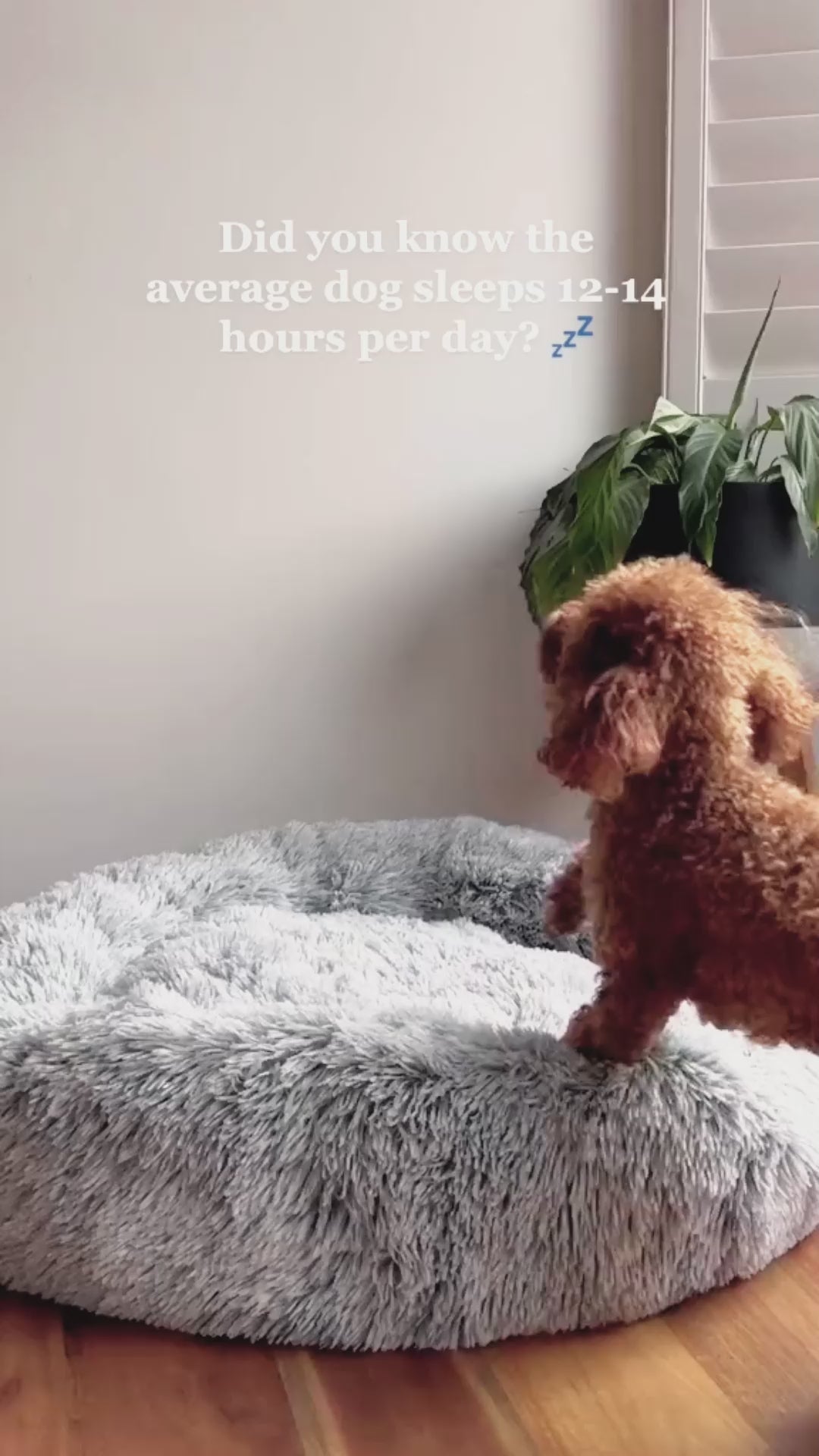 Load video: Soft Donut Cuddler Pet Bed - Ultimate Anti-Anxiety